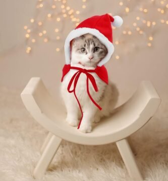 gatito navideño gato con disfraz de navidad con gorro de papá noel