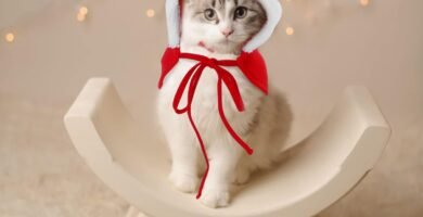 gatito navideño gato con disfraz de navidad con gorro de papá noel